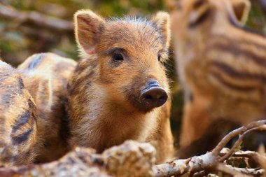 Beautiful little pigs wild in nature. Wild boar. Animal in the forest clipart
