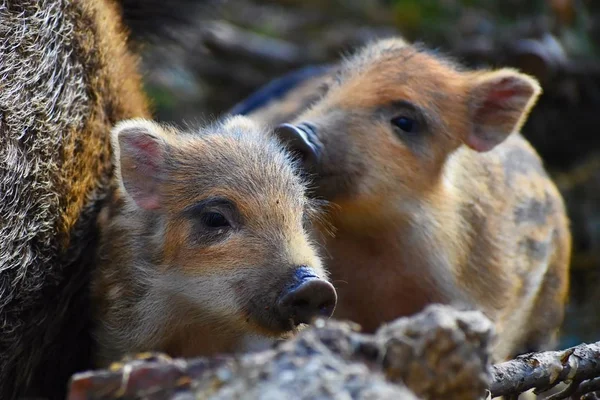 Mooie kleine varkens wild in de natuur. Wilde zwijnen. Dier in het bos — Stockfoto