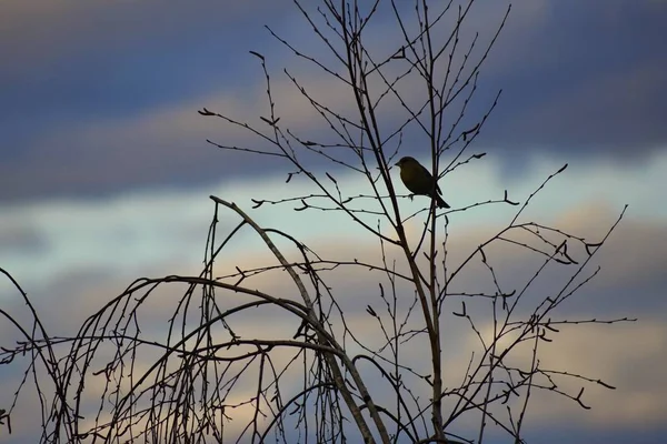 Oiseau Sur Arbre Animaux Dans Nature Fond Coloré Naturel — Photo