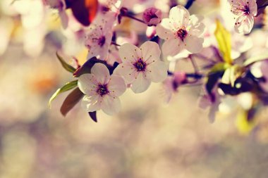 Kiraz çiçeği ağaçları. Doğa ve bahar arka plan. Pembe Sakura çiçekler. Güneş güneşli gün ile sahne. Bahar çiçekleri. 