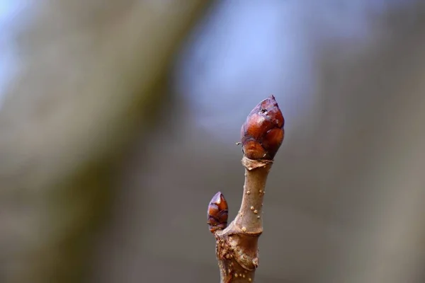 Bud Ett Träd Våren Naturen — Stockfoto