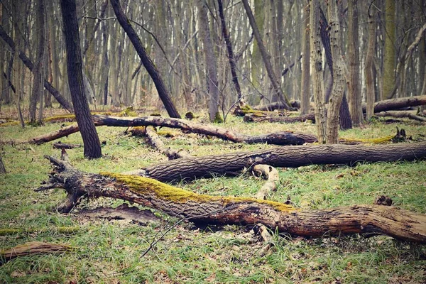 Πεσμένα Δέντρα Στο Δάσος Φυσικό Πολύχρωμο Φόντο — Φωτογραφία Αρχείου