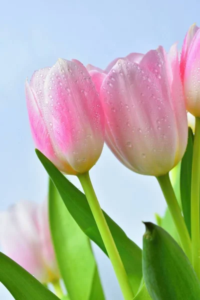 Schöne zarte Frühlingsblumen - rosa Tulpen. Pastellfarben und isoliert auf einem reinen Hintergrund. Nahaufnahme von Blumen mit Wassertropfen. Naturkonzept für den Frühling. — Stockfoto