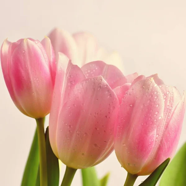 Beautiful Delicate Spring Flowers Pink Tulips Pastel Colors Isolated Pure — Stock Photo, Image