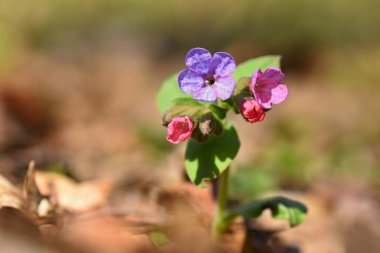 Güzel renkli bitki şifa. Orman Çim çiçek bahar çiçek açması. Şifa, sağlık ve Homeopati için kavram. (Ciğer otu)