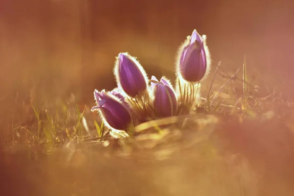 Primavera Fiore Primaverile Bella Viola Piccolo Peloso Pasque Fiore Fioritura — Foto Stock