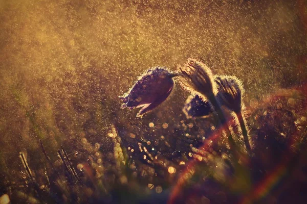 Jaro a jarní květiny v dešti. Kvetoucí krásné květiny na louce v přírodě. Koniklec a slunce s přírodním barevném pozadí. (Pulsatilla grandis) — Stock fotografie
