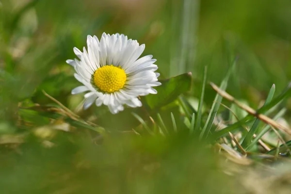 Springtime. Beautiful blooming daisies in spring meadow. Abstract blurred background. — Stock Photo, Image