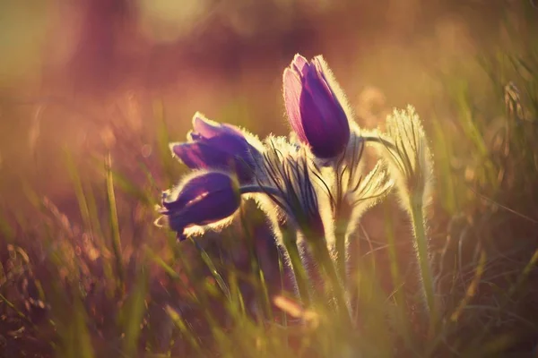 春の花。美しい紫小さな毛皮のようなために、オキナグサの花です。(Pulsatilla グランディス)夕日を春の牧草地に咲く. — ストック写真