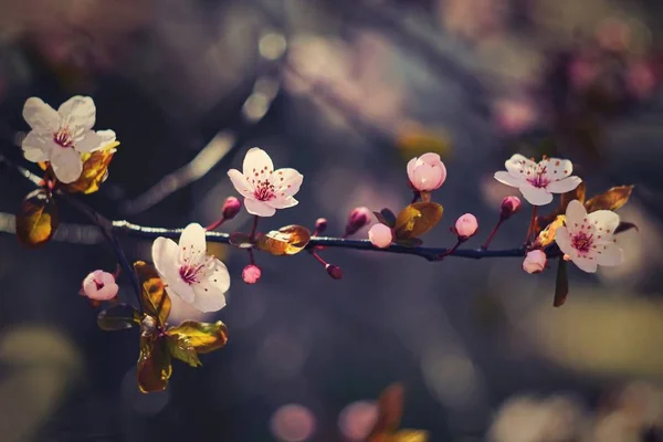 Árvore de flores. Fundo da natureza em dia ensolarado. Flores da Primavera. Belo pomar e fundo abstrato desfocado. Conceito para a primavera - Cereja japonesa Sakura . — Fotografia de Stock