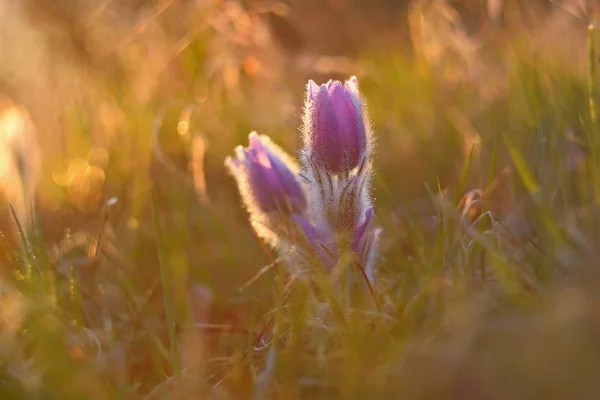 Flor de primavera. Naturaleza con prado y puesta de sol. Concepto estacional para la primavera. Hermosa flor pascual floreciente y sol con un fondo de color natural. (Pulsatilla grandis ) —  Fotos de Stock
