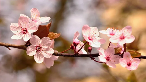 Krásná kvetoucí japonská třešeň Sakura. Sezóna Pozadí. Venkovní přírodní rozmazané pozadí s kvetoucím stromem na jaře slunečný den. — Stock fotografie