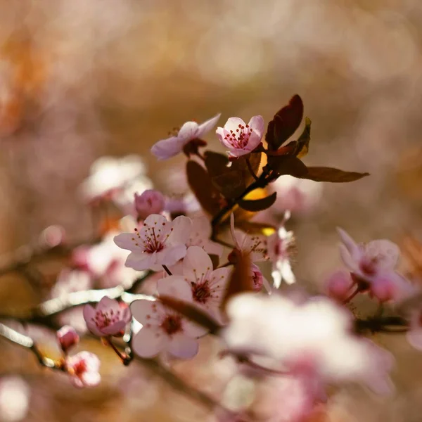 Belle Fleur Cerise Japonaise Sakura Contexte Saison Extérieur Naturel Fond — Photo