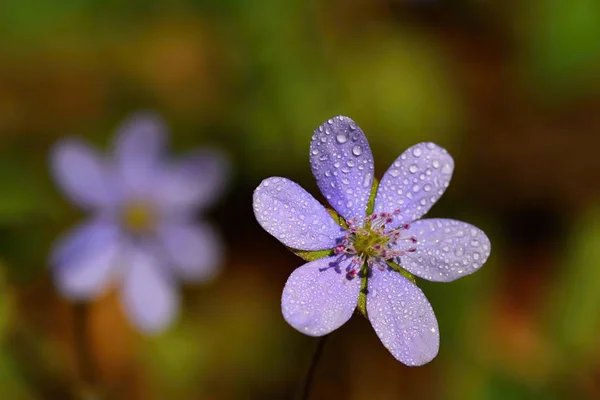 Flor de primavera. Hermosa floración primeras flores pequeñas en el bosque. Hepática. (Hepatica nobilis) — Foto de Stock