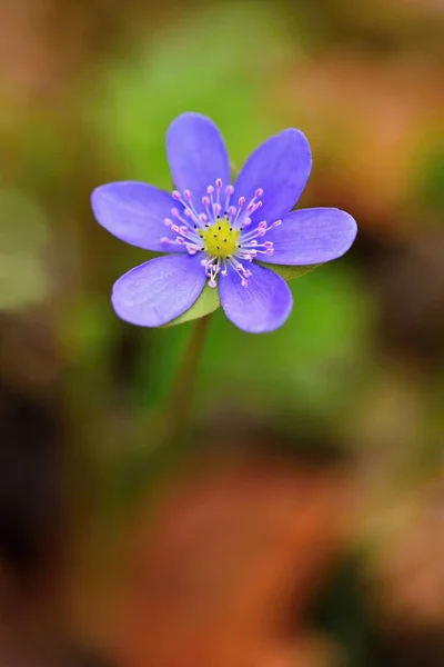 Flor de primavera. Hermosa floración primeras flores pequeñas en el bosque. Hepática. (Hepatica nobilis) — Foto de Stock