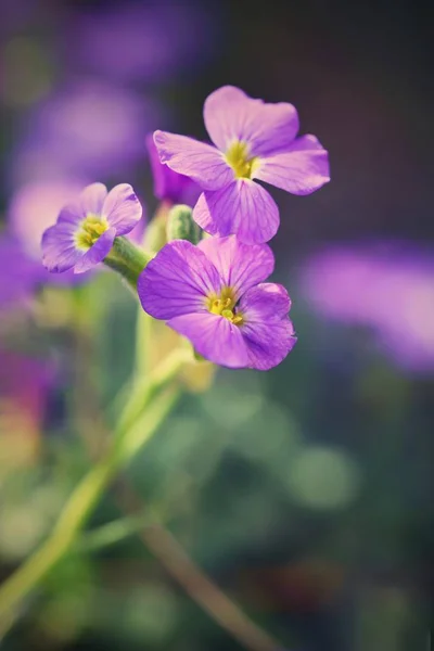 Wiosenne kwiaty w ogrodzie. Fioletowy płomień kwiaty Floks (Phlox paniculata) — Zdjęcie stockowe