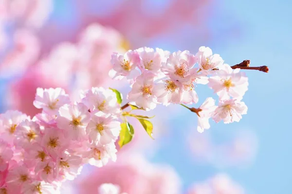 Blühender Baum. Naturhintergrund bei sonnigem Tag. Frühlingsblumen. Schöner Obstgarten und abstrakter verschwommener Hintergrund. Konzept für den Frühling. — Stockfoto