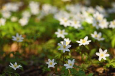Otlara beyaz bahar çiçekleri Anemone (Isopyrum thalictroides)