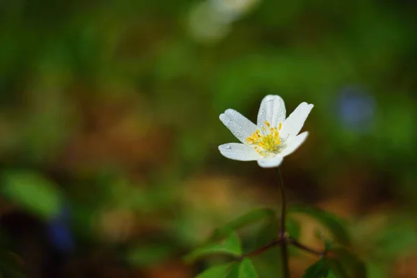 Flores brancas da primavera na grama Anemone (Isopyrum thalictroides) — Fotografia de Stock