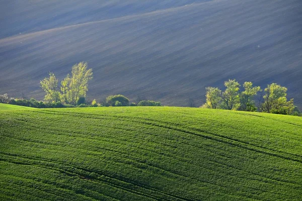 Mähriska Tuscany. Vackra våren landskap i south Moravia nära Kyjov town. Tjeckien - Europa. — Stockfoto