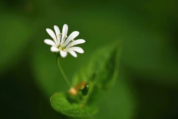 Szép kis fehér tavaszi virág. Természetes színű elmosódott háttér, erdő. (Stellaria nemorum) — Stock Fotó