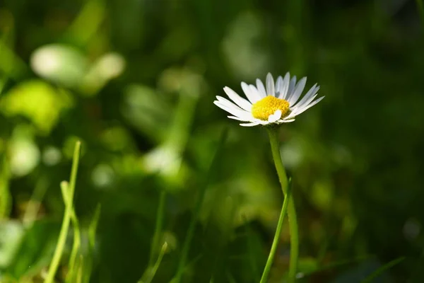 Springtime. Beautiful blooming daisies in spring meadow. Abstract blurred background. — Stock Photo, Image