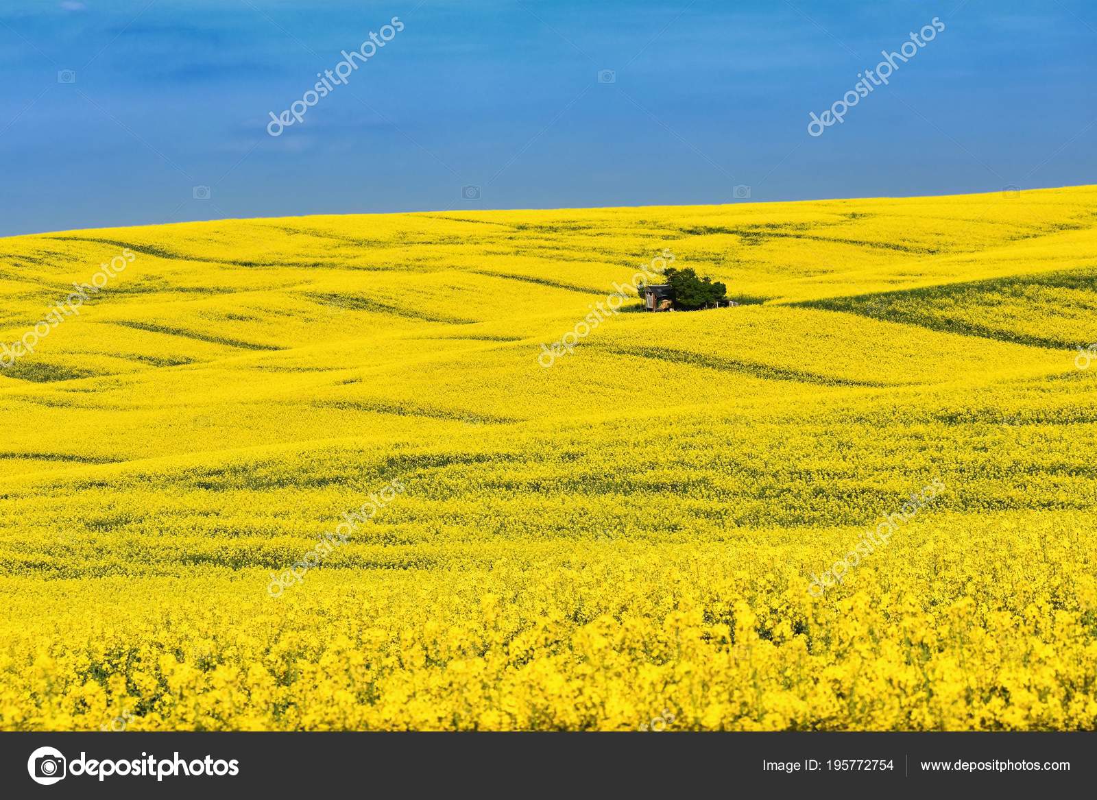 29+ Plain Yellow Background Landscape - Tembelek Bog