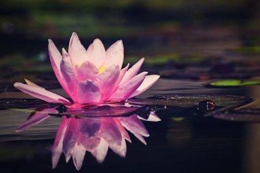 Güzel pembe nilüfer - lotus çiçeği gölet. (Nymphaea nilüfer)