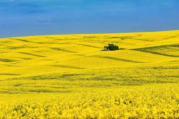 Přírodní Žluté Pozadí Texture Spring Řepkové Pole Krajina Jižní Moravě — Stock fotografie