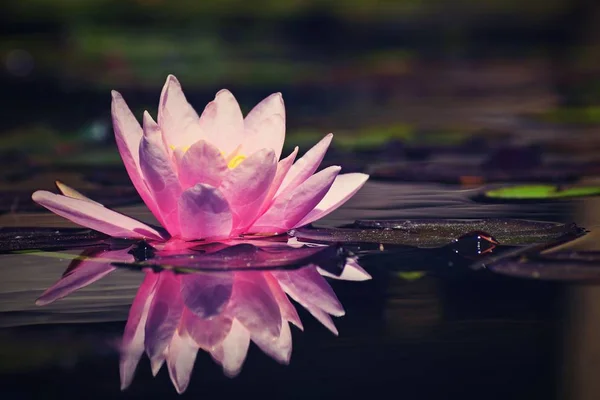 Schöne Rosa Seerose Lotusblume Teich Nymphen Seerosen — Stockfoto