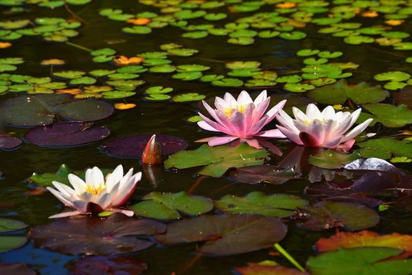 Beautiful pink waterlily - lotus flower in pond.  (Nymphaea,Waterlily)