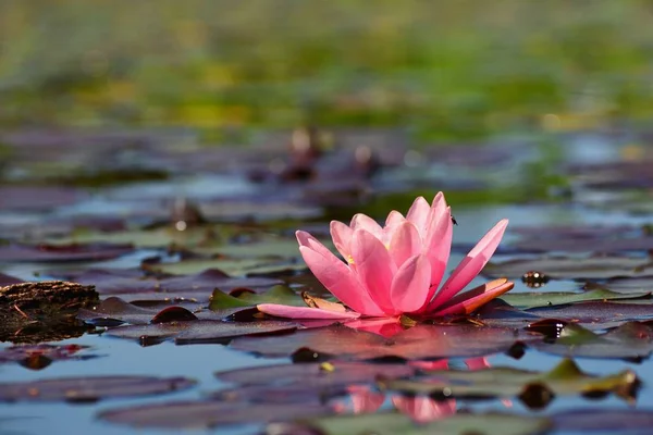 Piękny Różowy Lotos Kwiat Lotosu Stawie Grzybienie Lilia Wodna — Zdjęcie stockowe