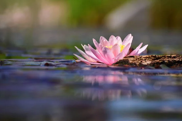 美丽的盛开的粉红色水百合莲花在一个池塘的花园 对水面的思考 — 图库照片