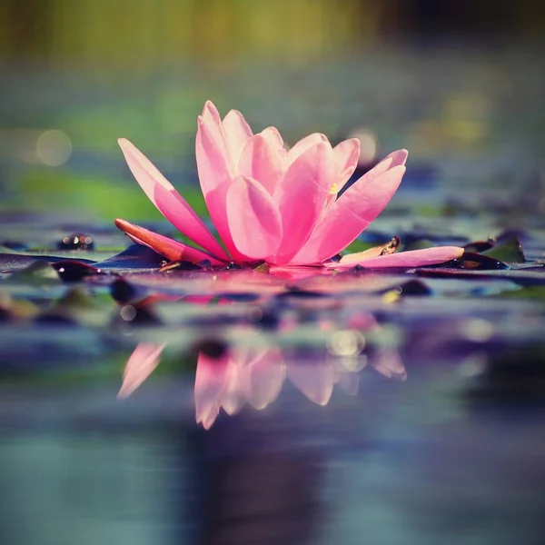 분홍색 연못에 정원에서 — 스톡 사진