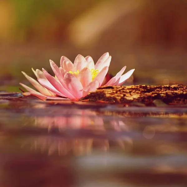 Красивая Цветущая Розовая Водяная Лилия Лотос Саду Пруду Отражения Поверхности — стоковое фото