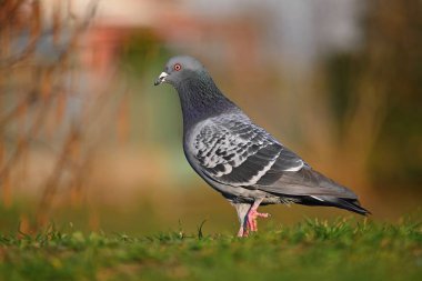 Güvercin. Gün batımında doğada güzel bir kuş görüntüsü.