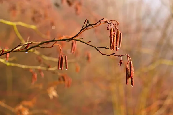 Vacker bild av träd med bär. Färgglada natur bakgrund med sol. Alnus incana - Moench — Stockfoto