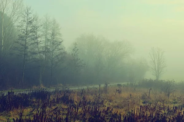 Снимок утренней природы с пейзажем, туманом и солнцем . — стоковое фото