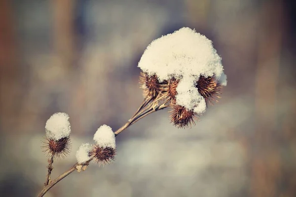 Onopordum acanthium congelé .Frost sur les branches. Beau fond naturel saisonnier d'hiver . — Photo