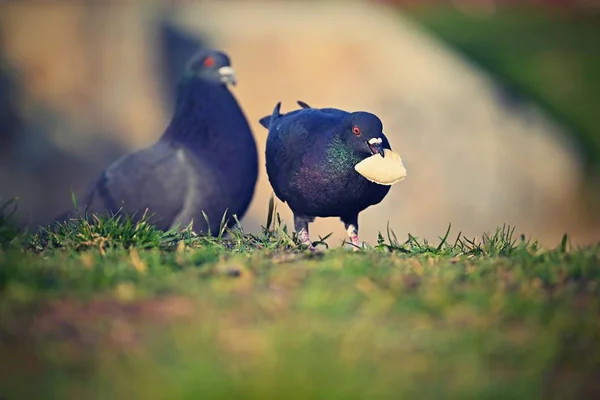 Animal - bird pigeon. Beautiful closeup shot of a pigeon in the wild. Colorful nature background with setting sun. Columba palumbus