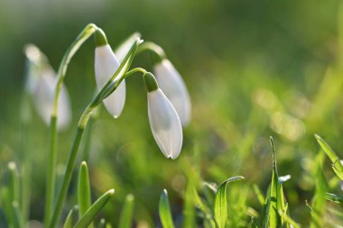 Güneşli bir günde rengarenk doğal arka plana sahip ilk bahar çiçekleri. Çimlerin üzerinde küçük, güzel kar damlaları. Doğada kış mevsiminin sonu. (Galanthus nivalis)