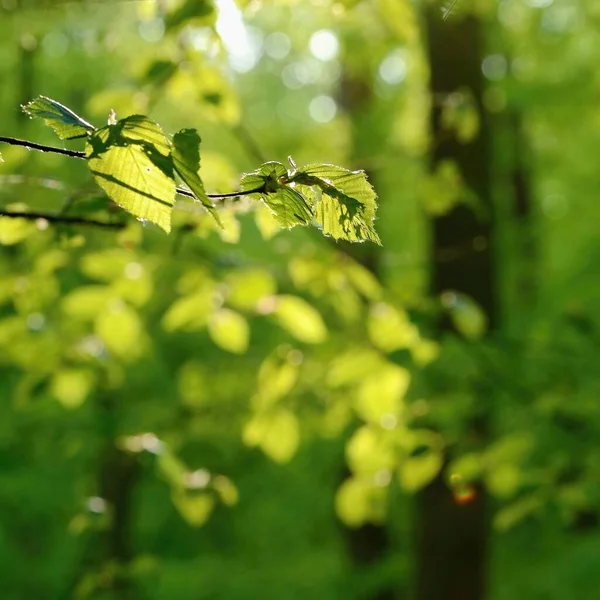 Zielona przyroda. Las, drzewa i promienie słońca. Kolorowe wiosna natura tło. — Zdjęcie stockowe