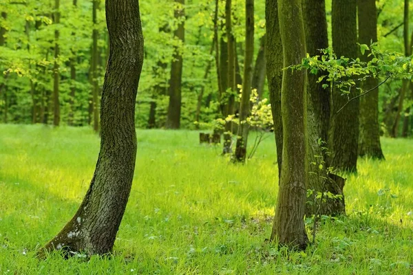 Πράσινο φόντο της φύσης. Δάσος, δέντρα και ακτίνες του ήλιου. Πολύχρωμο φόντο άνοιξη φύση. — Φωτογραφία Αρχείου