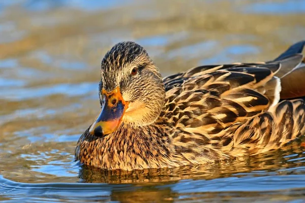 Belos patos selvagens na superfície da água — Fotografia de Stock