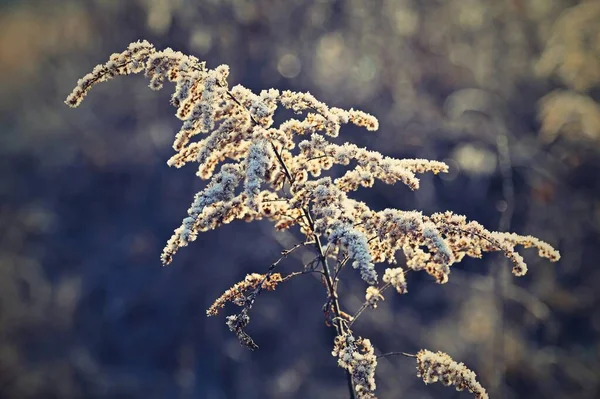 Gelo e neve sui rami. Bellissimo sfondo invernale stagionale. Foto di natura congelata . — Foto Stock