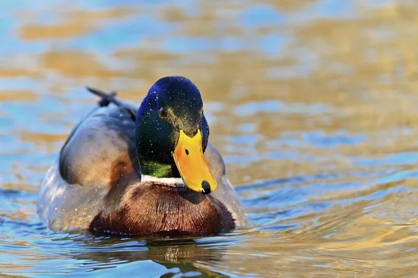 Belos patos selvagens na superfície da água — Fotografia de Stock