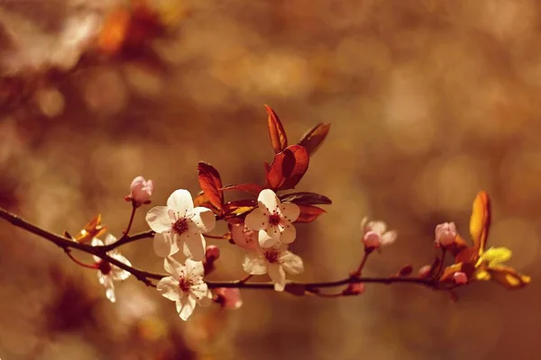 색깔의 꽃피는 일본의 사쿠라 자연의 수정체 — 스톡 사진