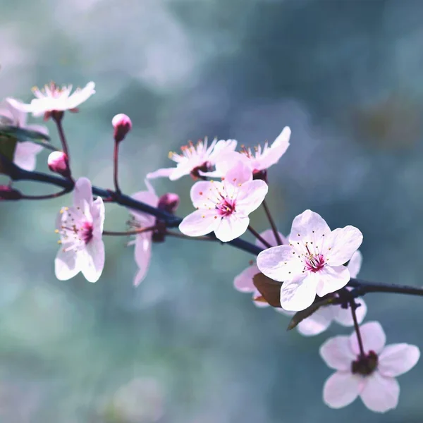 Fond Printanier Bel Arbre Printemps Fleurs Colorées Cerise Japonaise Sakura — Photo