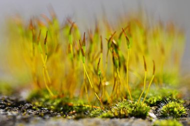 Makro yosun. Doğal renkli arkaplan.