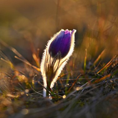 Çayırdaki çiçeklerle bahar arkaplanı. Pasque Çiçeği (Pulsatilla grandis)